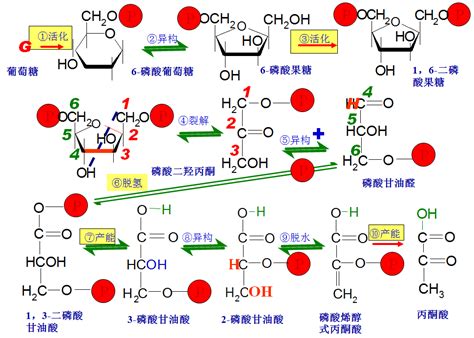 糖解途徑口訣|糖酵解